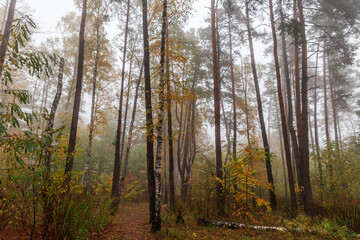 Fototapeta premium Forest with birches, pines and other trees in foggy morning