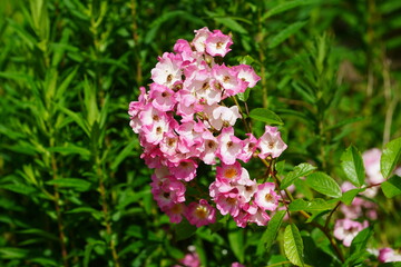 Obraz premium The historic rose variety 'Ballerina' (Rosa moschata) is a popular ground-cover rose from the Musk Hybrid group. Hanover Botanical Garden, Germany.