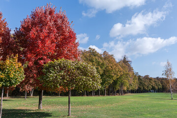 Obraz premium Different ornamental trees on a meadow edge in autumn park