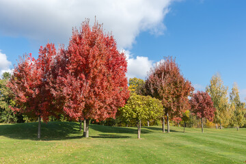 Obraz premium Red maples, other ornamental trees on meadow edge in park
