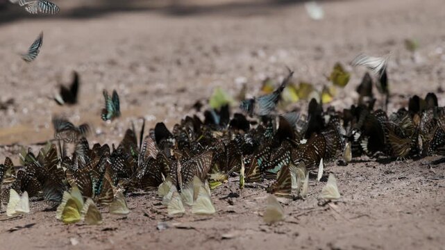 Group Of Vibrant Butterflies Gathered On Dry Soil Wings Flapping In Graceful Synchronized Motion In Beautiful Slow Motion