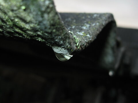 A single dew drop glistens on a mossy branch in soft morning light.