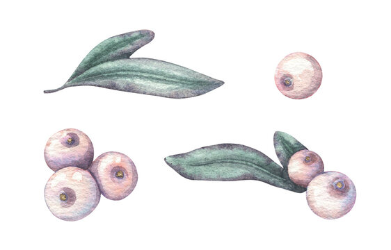 Watercolor snowberry set illustration. Hand drawn white berry with green leaves and branch in vintage botanical style. Nature design for autumn card. Beautiful floral artwork for wedding decoration.