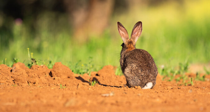 European Rabbit, Oryctolagus cuniculus, Mediterranean Forest, Castilla La Mancha, Spain, Europe