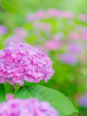 Fototapeta premium ピンク色の花。カラフルなお花のある風景。梅雨から初夏の公園や花壇を彩るアジサイ。縦構図