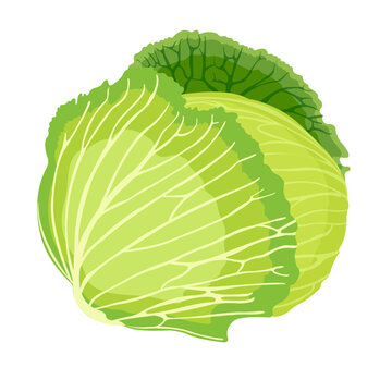 Green Cabbage Vector Illustration Isolated on White Background