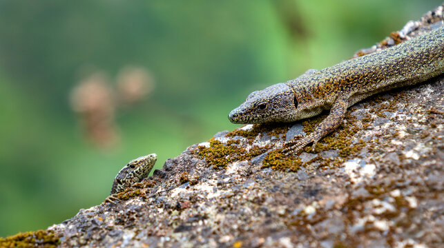Madeiran Wall Lizard, Teira dugesii, Madeira Endemic Subspecies, Madeira, Portugal, Europe
