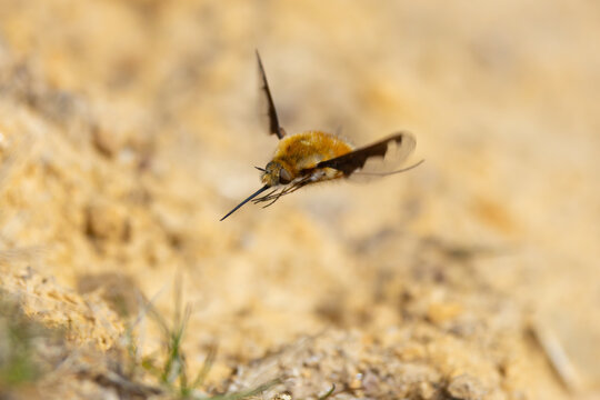 Dark Edged Bee Fly hovering over sandy soil.