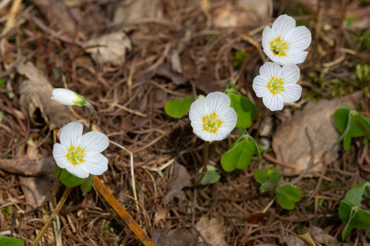 Common Wood Sorrel flowers in woodland during spring, England, UK.
