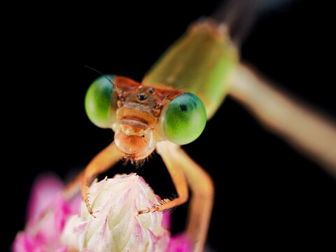 Macro photography of a damselfly perched on a delicate flower against a black background