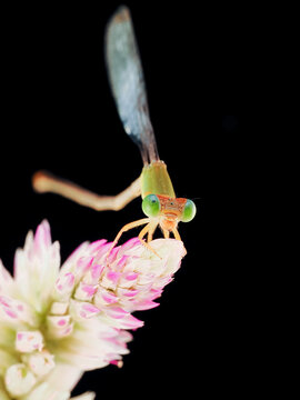 Macro photography of a damselfly perched on a delicate flower against a black background