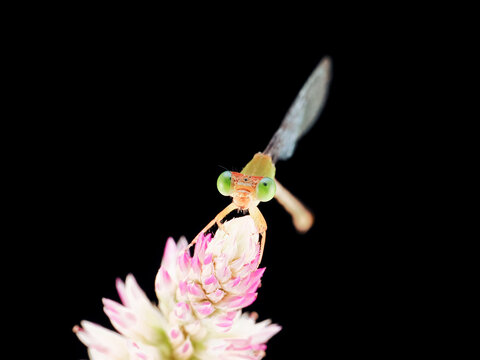 Macro photography of a damselfly perched on a delicate flower against a black background