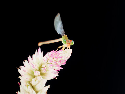 Macro photography of a damselfly perched on a delicate flower against a black background