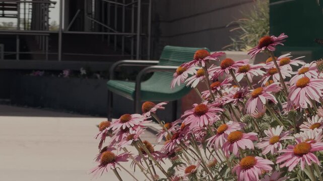 Still shot of blooming pink coneflowers beside a bench with gentle movement in the breeze.