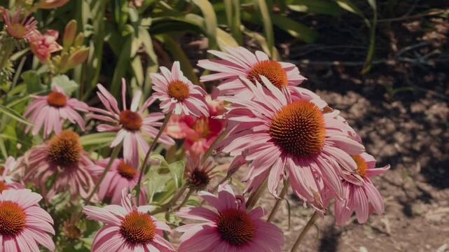 Still shot of blooming pink coneflowers gently moving in a light breeze outdoors.