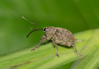 Acorn weevil Curculio glandium insect on plant stem snout weevil nature pest control. © Brett