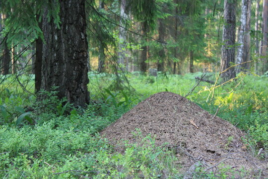 Tall anthill nestled among green grass and trees in a quiet forest