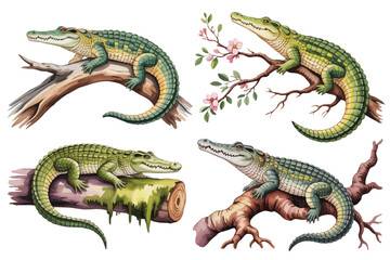 Fototapeta premium set of watercolor Nile Crocodile with branch vector illustration isolated on white background