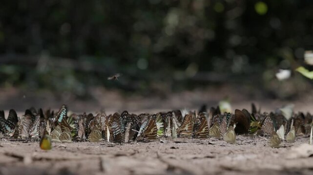 Swarm Of Colorful Butterflies Mud Puddling On Forest Floor Captured In Beautiful Slow Motion
