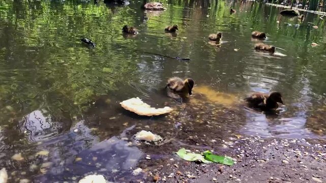 A high-angle shot captures a group of small, fluffy brown mallard ducklings swimming in a calm pond near a large piece of bread floating on the surface of the water by the muddy shoreline