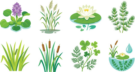 Vector illustration of diverse aquatic plants including water lily, hyacinth, cattails, reeds, and wetland vegetation elements © ABUSAYED