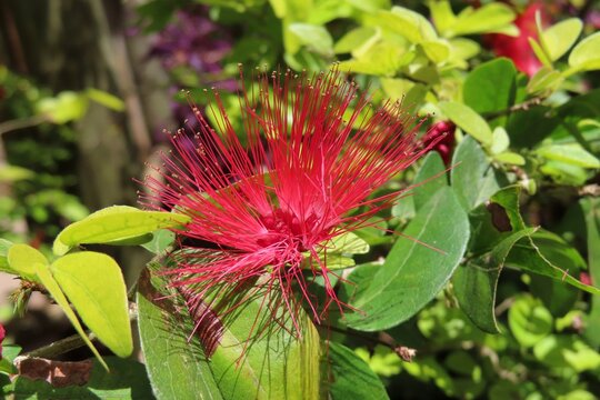 Red calliandra flowers in Florida nature, closeup 