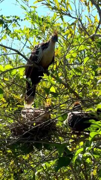 Prehistoric looking hoatzin bird nesting with its family in Bolivia