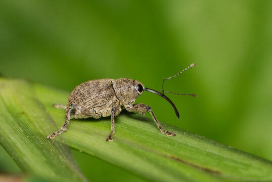 Acorn weevil Curculio glandium insect on plant stem snout weevil nature pest control.
