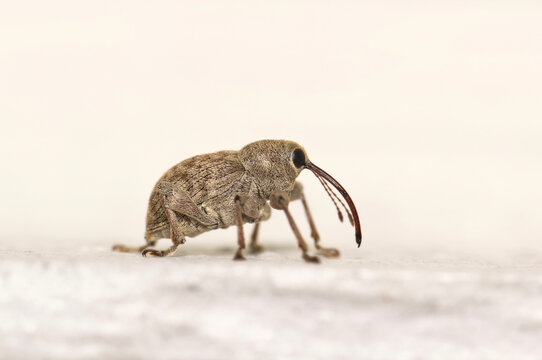 Acorn weevil Curculio glandium insect on ground snout weevil nature pest control.