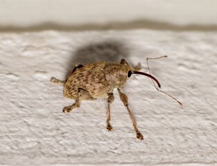 Acorn weevil Curculio glandium insect on ground snout weevil nature pest control. © Brett