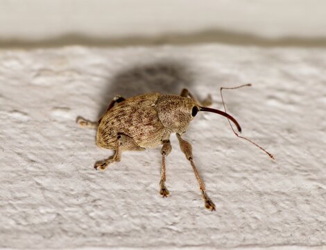 Acorn weevil Curculio glandium insect on ground snout weevil nature pest control.