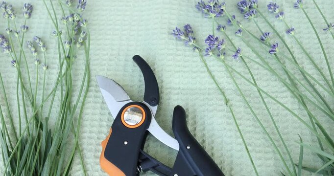 Garden pruner tool with fresh lavender stems on green background. Commercial equipment video clip with organic herbal flowers for store catalog.
