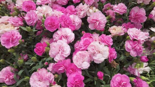 Top view of blooming pink carnations with slow camera movement across flowers