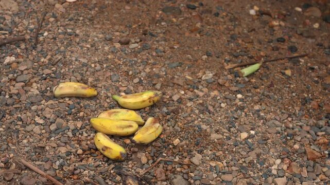 elephant trunk picking fresh bananas on tropical riverbank at ethical wildlife sanctuary, closeup of giant herbivore feeding and eating fruits in jungle conservation reserve with natural habitat 4k