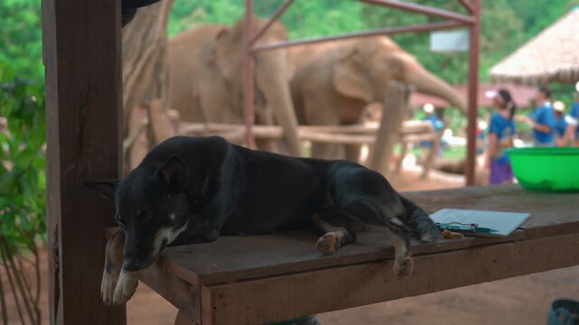 dog resting at elephant sanctuary with elephants in background at wildlife conservation center, peaceful dog relaxing on wooden platform at elephant farm in thailand with sanctuary setting 4k