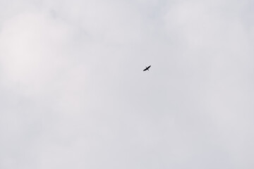 Fototapeta premium Bird in open sky with soft clouds, solo silhouette in flight creates a minimalist, tranquil scene suitable for nature, travel and serenity themes