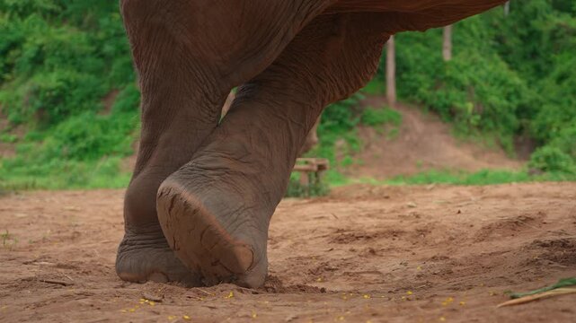 closeup of asian elephant legs and standing on natural ground at farm sanctuary, detailed view of elephant feet and wrinkled legs in wildlife conservation setting 4k
