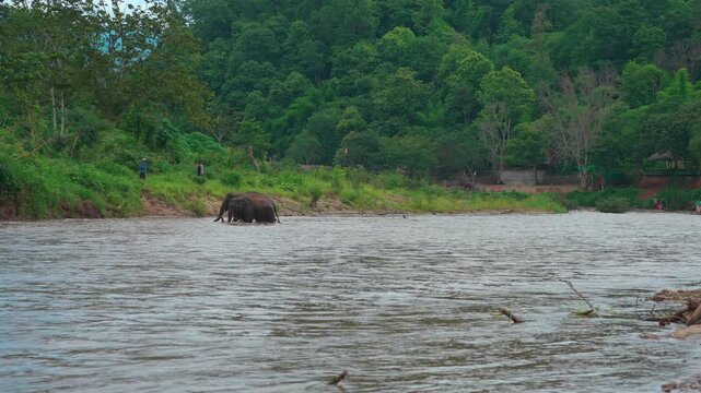 asian elephants walking along tropical riverbank surrounded by lush green forest landscape, herd of animals roaming beside jungle river in natural sanctuary with scenic wilderness 4k