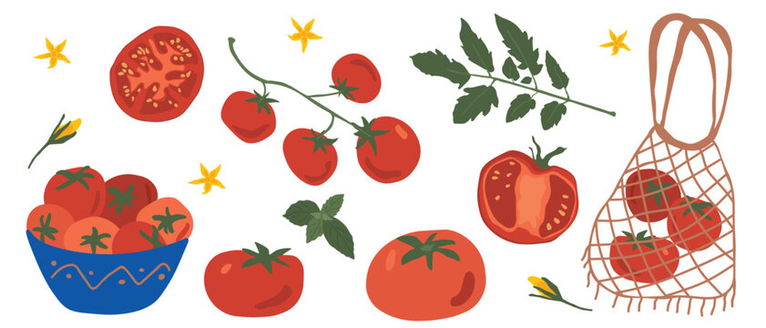 Fresh organic red tomatoes elements set with cherry tomato branch green leaves yellow flowers and eco mesh bag for summer cooking and farmers market branding gouache illustration