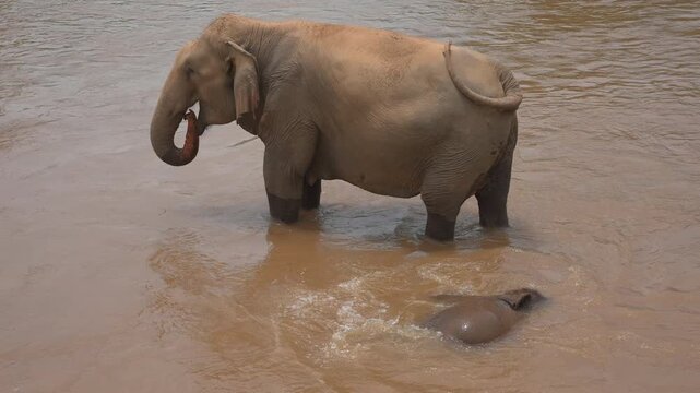 mother elephant and baby calf bathing together in tropical jungle river sanctuary, playful mammal kid splashing beside mom in mountain water 4k