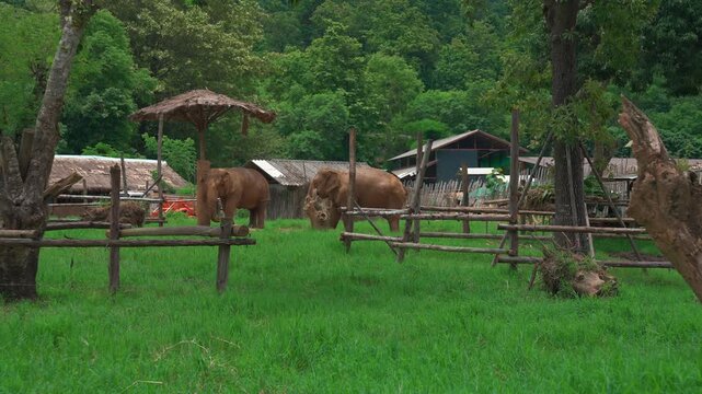 elephants roaming through lush tropical wildlife sanctuary with rural farm landscape and jungle habitat, rescued mammals at green pasture in ethical conservation reserve and forest scenery 4k