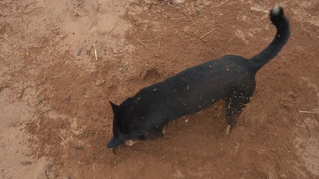 black dog digging hole in sandy ground with paws during playful outdoor activity, top view of energetic dog digging in dirt showing natural instinct and animal behavior 4k