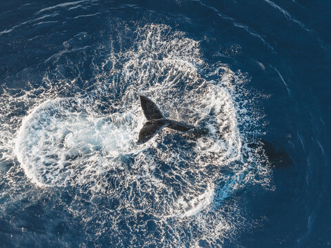 Aerial view of a humpback whale fluke splashing in the deep blue Pacific Ocean waters off the coast of Maui County, Hawaii, United States.