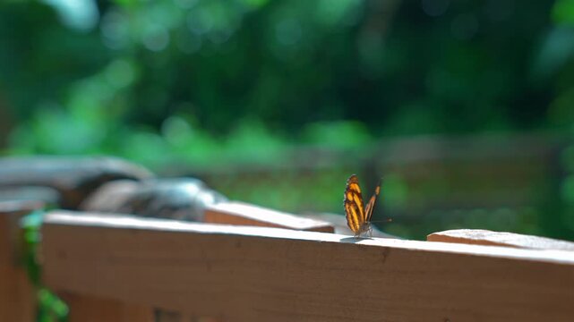 colorful tropical butterfly rests on wooden railing with soft forest bokeh and warm sunlight, delicate pollinator perched in lush jungle habitat with natural blur peaceful wildlife scenery 4k