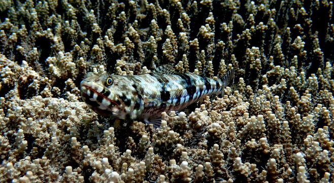 Philippine's sea life