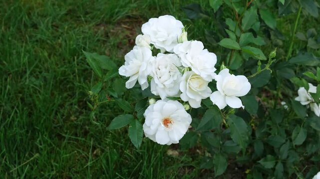 White rose bush blooming on green grass background. Flower in the park. lush blooming of Rosa Schneewittchen. Summer garden, floral background, white flowers. High quality 4k footage.