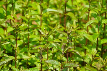 Peppermint (Mentha × piperita). Botanical School Garden, Hanover, Germany. © guentermanaus