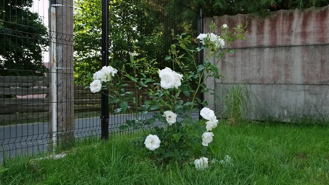 White rose bush blooming in a green garden near a fence. Summer garden, floral background, white flowers. High quality 4k footage.