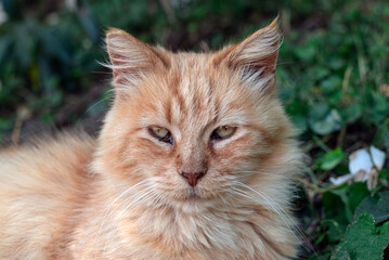 Portrait of a Ginger Cat © Simonetta