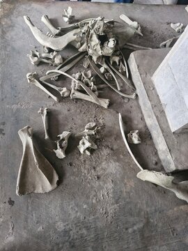 Cattle skeletal remains preserved as a memorial to the effects of Mount Merapi&rsquo;s volcanic eruption and pyroclastic flows in the Mount Merapi region of Indonesia